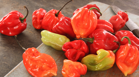 Chilli Pepper Breeding: How to create your own Chilli Variety