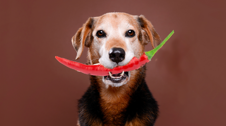 Hot or Not? Using Hot Sauce to train your pet.